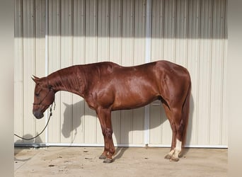 Quarter horse américain, Hongre, 7 Ans, 157 cm, Alezan