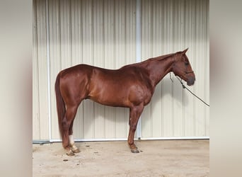 Quarter horse américain, Hongre, 7 Ans, 157 cm, Alezan