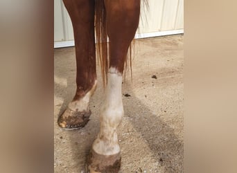 Quarter horse américain, Hongre, 7 Ans, 157 cm, Alezan