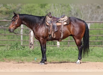 Quarter horse américain, Hongre, 7 Ans, 157 cm, Bai cerise
