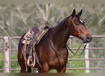 Quarter horse américain, Hongre, 7 Ans, 157 cm, Bai cerise