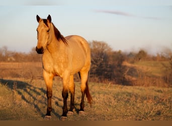 Quarter horse américain, Hongre, 7 Ans, 157 cm, Buckskin