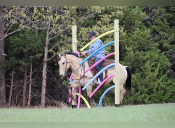 Quarter horse américain, Hongre, 7 Ans, 157 cm, Buckskin