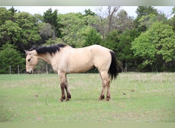Quarter horse américain, Hongre, 7 Ans, 157 cm, Buckskin