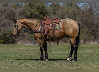 Quarter horse américain, Hongre, 7 Ans, 157 cm, Buckskin
