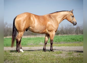 Quarter horse américain, Hongre, 7 Ans, 157 cm, Buckskin