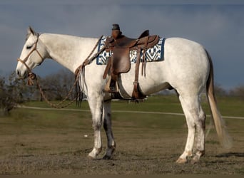 Quarter horse américain, Hongre, 7 Ans, 157 cm, Gris pommelé