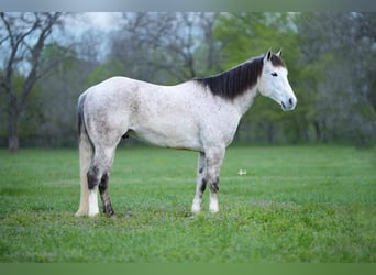 Quarter horse américain, Hongre, 7 Ans, 157 cm, Gris