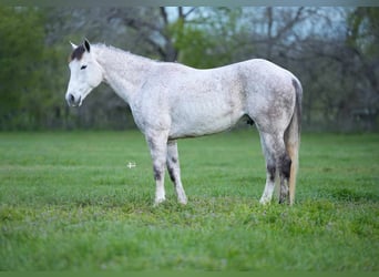 Quarter horse américain, Hongre, 7 Ans, 157 cm, Gris