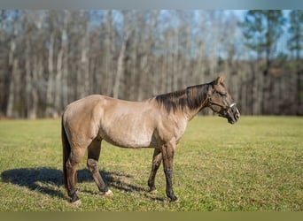 Quarter horse américain, Hongre, 7 Ans, 157 cm, Grullo