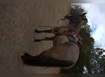 Quarter horse américain, Hongre, 7 Ans, 157 cm, Grullo