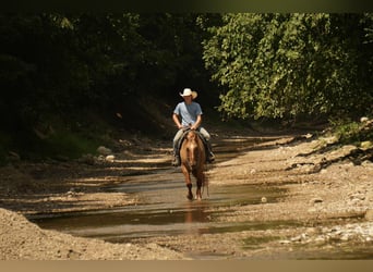 Quarter horse américain, Hongre, 7 Ans, 157 cm, Isabelle