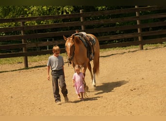 Quarter horse américain, Hongre, 7 Ans, 157 cm, Isabelle