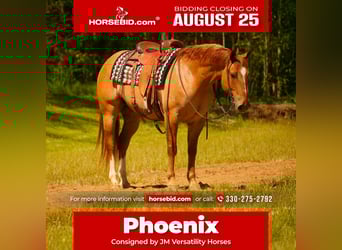 Quarter horse américain, Hongre, 7 Ans, 157 cm, Isabelle