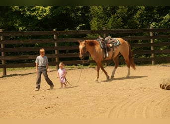 Quarter horse américain, Hongre, 7 Ans, 157 cm, Isabelle
