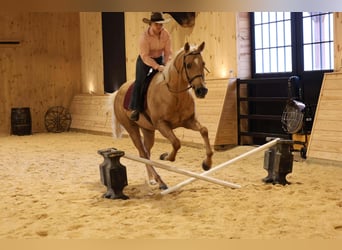 Quarter horse américain, Hongre, 7 Ans, 157 cm, Palomino