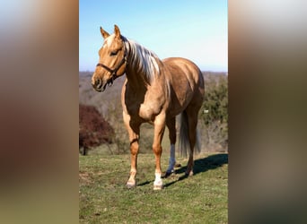 Quarter horse américain, Hongre, 7 Ans, 157 cm, Palomino