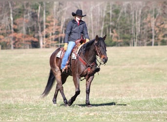 Quarter horse américain, Hongre, 7 Ans, 157 cm, Rouan Bleu