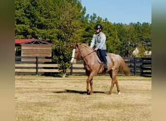 Quarter horse américain, Hongre, 7 Ans, 157 cm, Rouan Rouge
