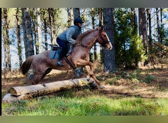 Quarter horse américain, Hongre, 7 Ans, 157 cm, Rouan Rouge