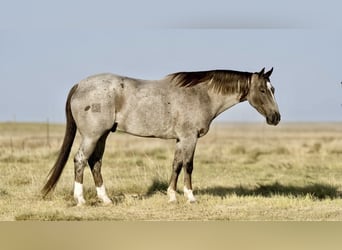 Quarter horse américain, Hongre, 7 Ans, 157 cm, Rouan Rouge