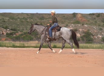 Quarter horse américain, Hongre, 7 Ans, 157 cm, Rouan Rouge