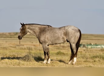 Quarter horse américain, Hongre, 7 Ans, 157 cm, Rouan Rouge