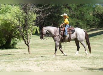 Quarter horse américain, Hongre, 7 Ans, 157 cm, Rouan Rouge