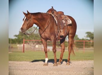 Quarter horse américain, Hongre, 7 Ans, 160 cm, Alezan cuivré