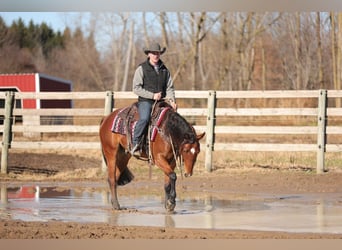 Quarter horse américain, Hongre, 7 Ans, 160 cm, Bai cerise