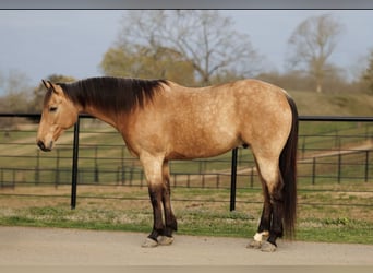 Quarter horse américain, Hongre, 7 Ans, 160 cm, Buckskin