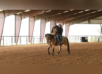 Quarter horse américain, Hongre, 7 Ans, 160 cm, Buckskin