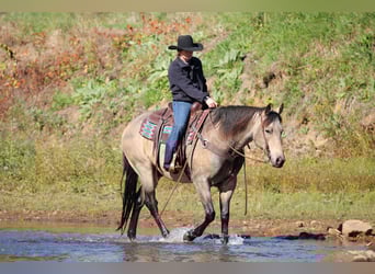 Quarter horse américain, Hongre, 7 Ans, 160 cm, Buckskin