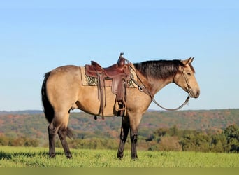 Quarter horse américain, Hongre, 7 Ans, 160 cm, Buckskin