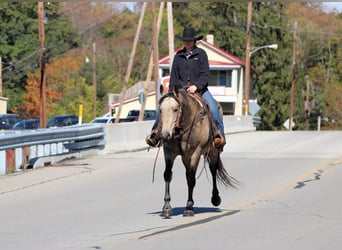 Quarter horse américain, Hongre, 7 Ans, 160 cm, Buckskin