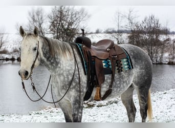 Quarter horse américain, Hongre, 7 Ans, 160 cm, Gris