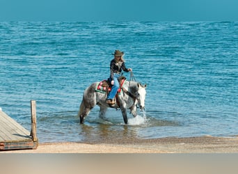 Quarter horse américain, Hongre, 7 Ans, 160 cm, Gris