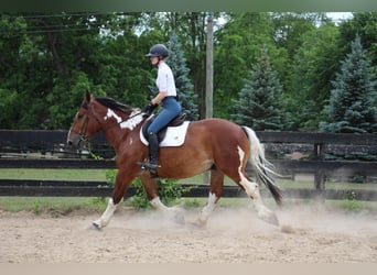 Quarter horse américain, Hongre, 7 Ans, 160 cm, Tobiano-toutes couleurs