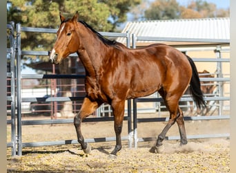 Quarter horse américain, Hongre, 7 Ans, 163 cm, Bai cerise