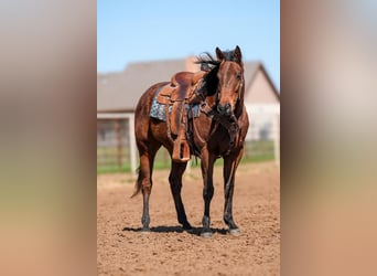 Quarter horse américain, Hongre, 7 Ans, 163 cm, Bai cerise