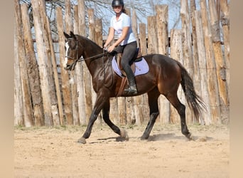 Quarter horse américain Croisé, Hongre, 7 Ans, 163 cm, Bai cerise