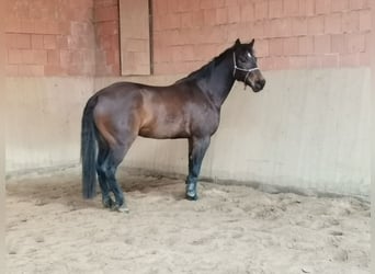 Quarter horse américain, Hongre, 7 Ans, 163 cm, Bai