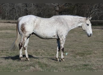 Quarter horse américain, Hongre, 7 Ans, 163 cm, Gris