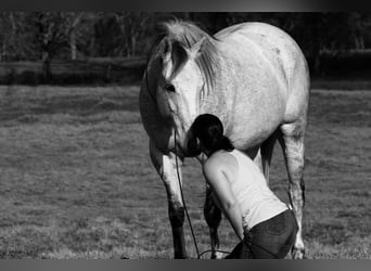 Quarter horse américain, Hongre, 7 Ans, 163 cm, Gris