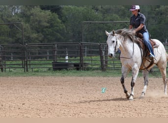Quarter horse américain, Hongre, 7 Ans, 163 cm, Gris
