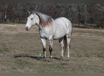 Quarter horse américain, Hongre, 7 Ans, 163 cm, Gris