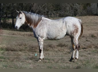 Quarter horse américain, Hongre, 7 Ans, 163 cm, Gris