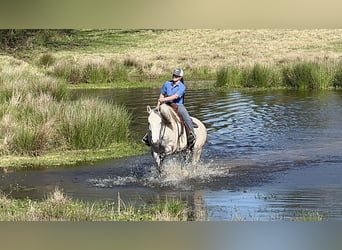 Quarter horse américain, Hongre, 7 Ans, 163 cm, Gris