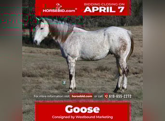 Quarter horse américain, Hongre, 7 Ans, 163 cm, Gris
