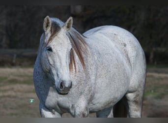 Quarter horse américain, Hongre, 7 Ans, 163 cm, Gris